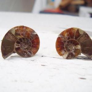 Real Ammonite Fossil Earrings