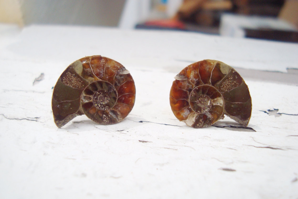 Real Ammonite Fossil Earrings